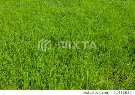 Rice seedlings field 11412623