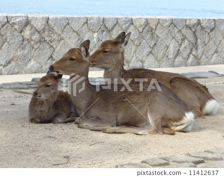 鹿的父母和孩子 11412637