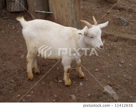 小山羊 小山羊 11412638