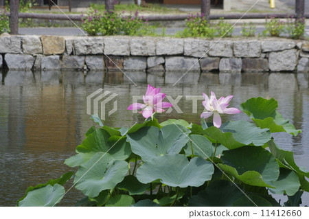 Two-wheeled Oga lotus blooming in the moat of Kinase castle toy 11412660
