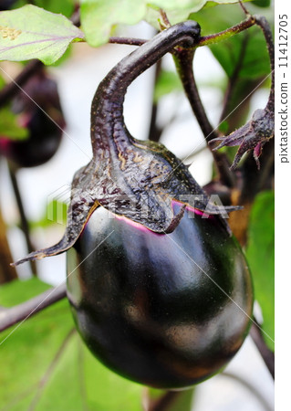 Round eggplant Round eggplant 11412705