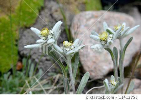 edelweisses 11412753