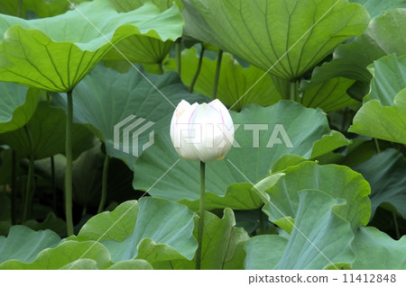 White lotus of Okayama city Korakuen 11412848