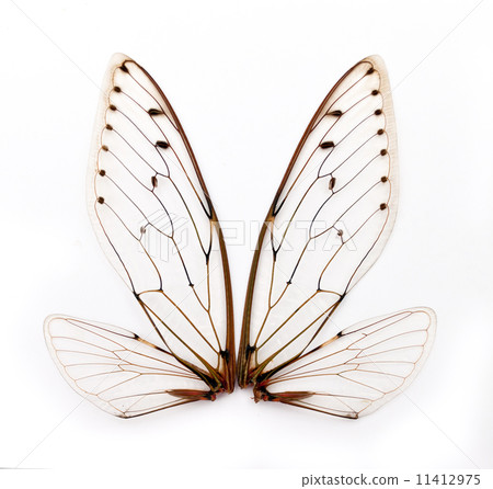 cicada wings. 11412975