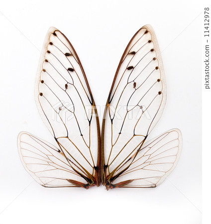 cicada wings. 11412978