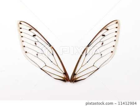 cicada wings. cicada wings. 11412984