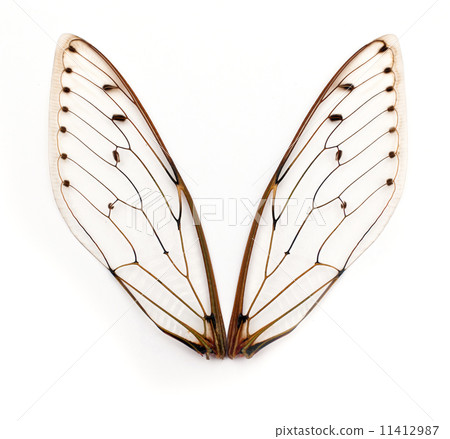 cicada wings. cicada wings. 11412987
