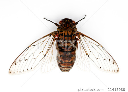 cicada insect. 11412988