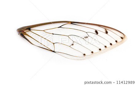 cicada wings. 11412989