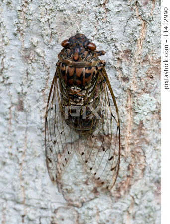 cicada. 11412990