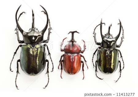 Caucasus beetle domestically produced beetle atlas beaked white back 11413277