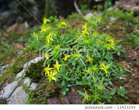 Man'nengusa Man'nengusa 11413295