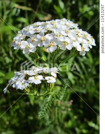 鋸棕櫚 鋸棕櫚 11413297