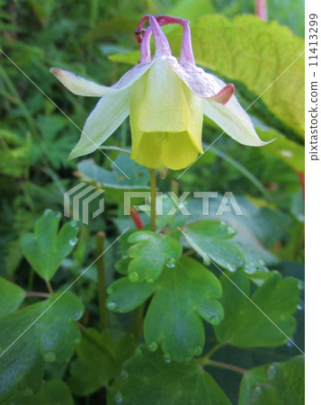 Yamaodamaki 11413299