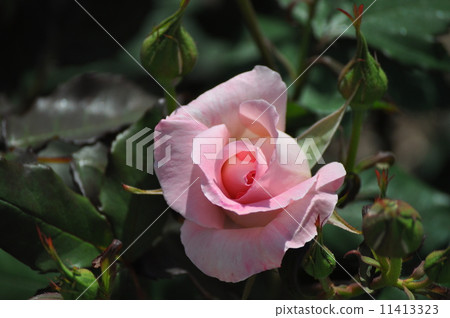 Opening bridal pink 11413323