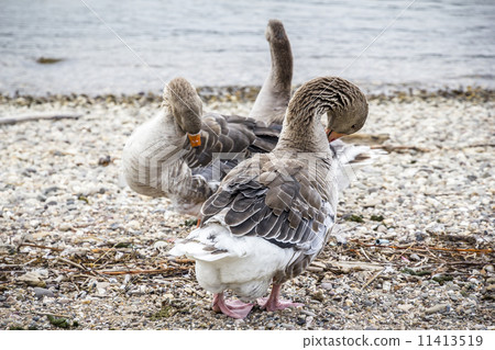 two geese cleaning themselves on a beach 11413519