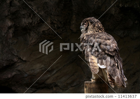Eagle Misukazu 11413637