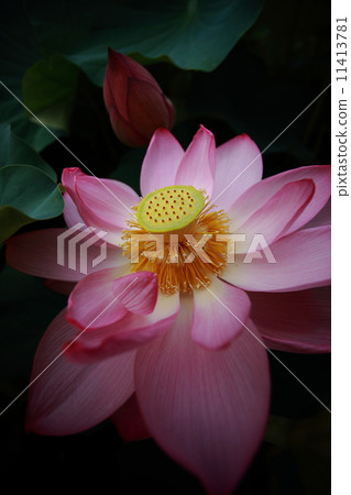 A lotus A lotus 11413781
