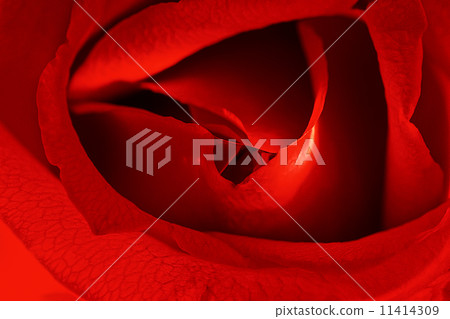 Red Rose 0105 11414309