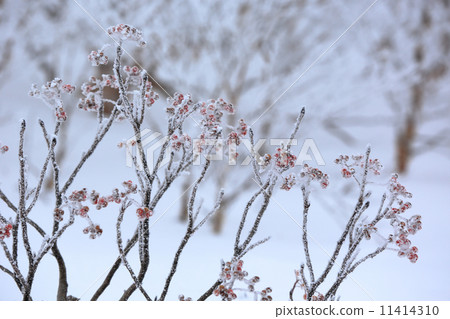 Snow in the winter Senjuki curl snow (December) flowers 11414310