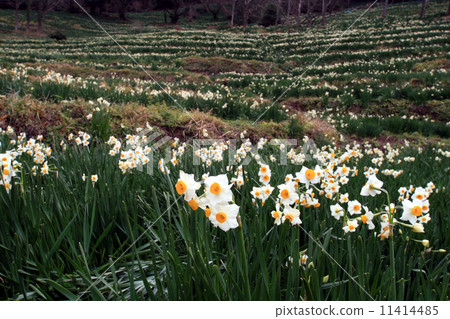 Rice terrace of Echizen Narcissus 11414485