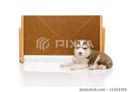 Siberian husky puppy with banner 11414765