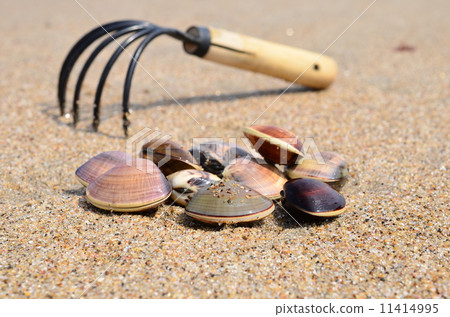Digging on the beach ♪ Digging on the beach ♪ 11414995