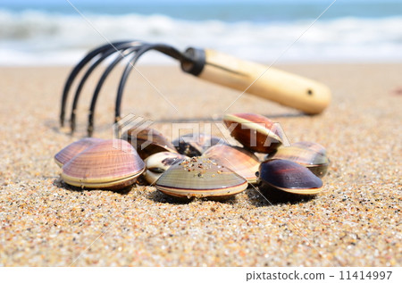Digging on the beach ♪ Digging on the beach ♪ 11414997