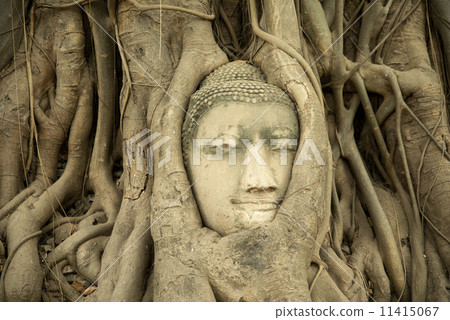 Head of Sandstone Buddha in The Tree Roots at Wat Mahathat, Ayut 11415067