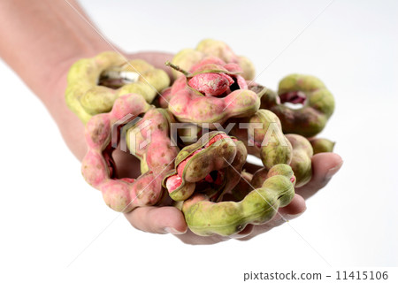 manila tamarind fruit isolated on white background manila tamarind fruit isolated on white background 11415106