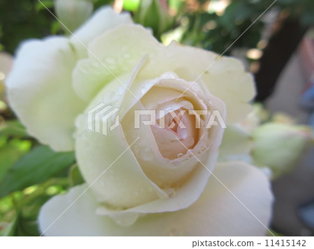 潮濕的玫瑰 11415142