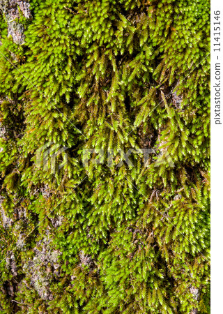 Moss on tree 11415146