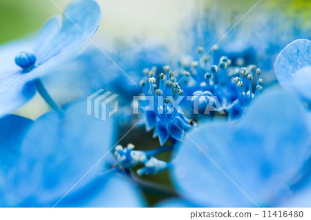 八仙花屬的花特寫鏡頭 11416480