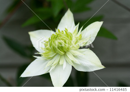 白色Yaesaki沒有Tessen 白色Yaesaki沒有Tessen 11416485