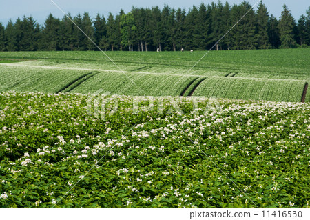 Potato field spreading in the hilly area Potato field spreading in the hilly area 11416530