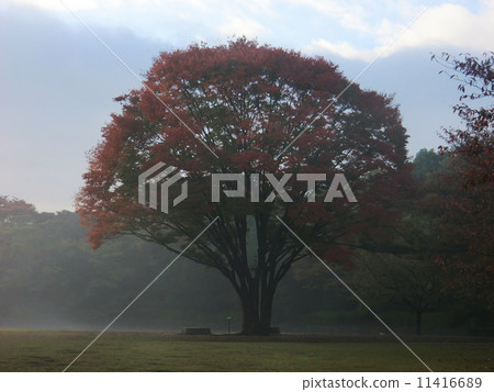 Early morning of late autumn, the morning mist wrapped the autumn leaves. Early morning of late autumn, the morning mist wrapped the autumn leaves. 11416689