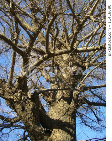 A big tree of ginkgo biloba shining in late autumn. 11416690