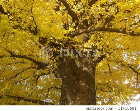 It is a big tree of ginkgo which autumn leaves turn red in autumn. It is a big tree of ginkgo which autumn leaves turn red in autumn. 11416691