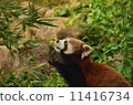 Ichikawa City Animal and Plant Festival Redress Panda 11416734