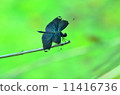 Choshu dragonfly of Mizumoto Park 11416736