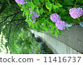 Hydrangea of Honsenji (hydrangea) 11416737