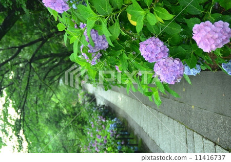 Honsenji繡球花（繡球花） 11416737