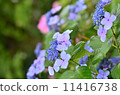 Hydrangea of Honsenji (hydrangea) 11416738