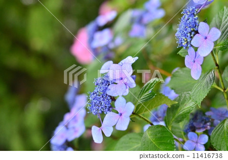 Honsenji繡球花（繡球花） 11416738