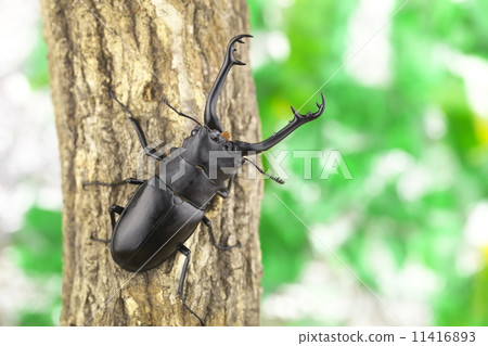 吉拉法看到了gigwaggata 11416893