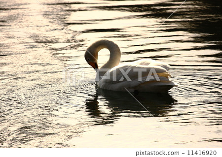 Morning on the lake side 11416920