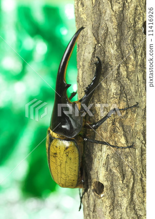 赫拉克勒斯巨型猴子 11416926