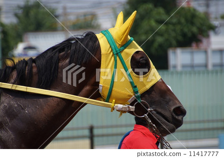 Horse's face Horse's face 11417777