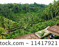巴厘島水稻梯田 11417921