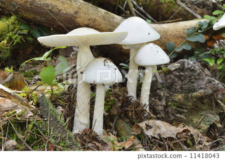 Dokutsurutake 11418043